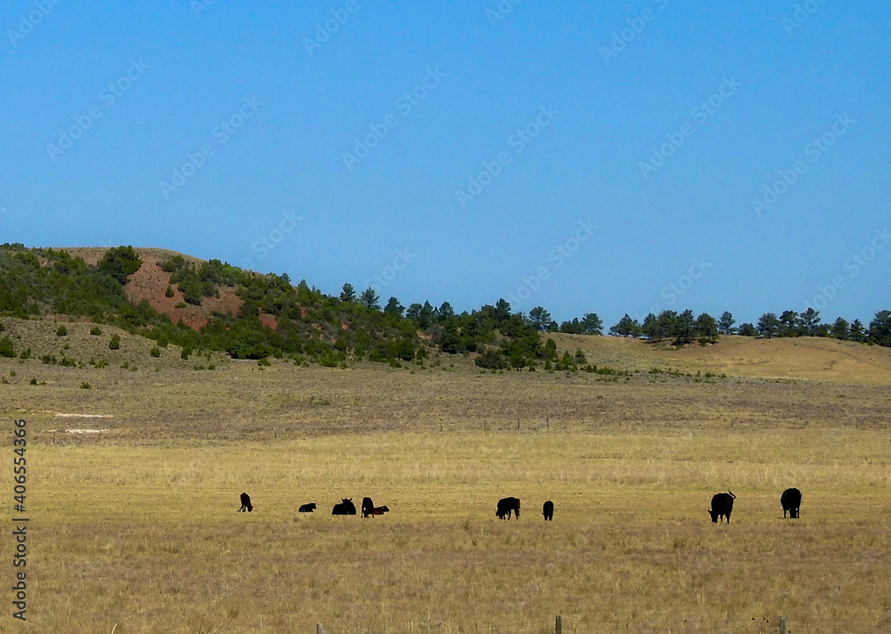 herd of cows herd of cows