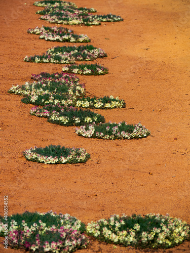 Wreath Flowers near Mullewa during Western Australia wildflower season in spring photo