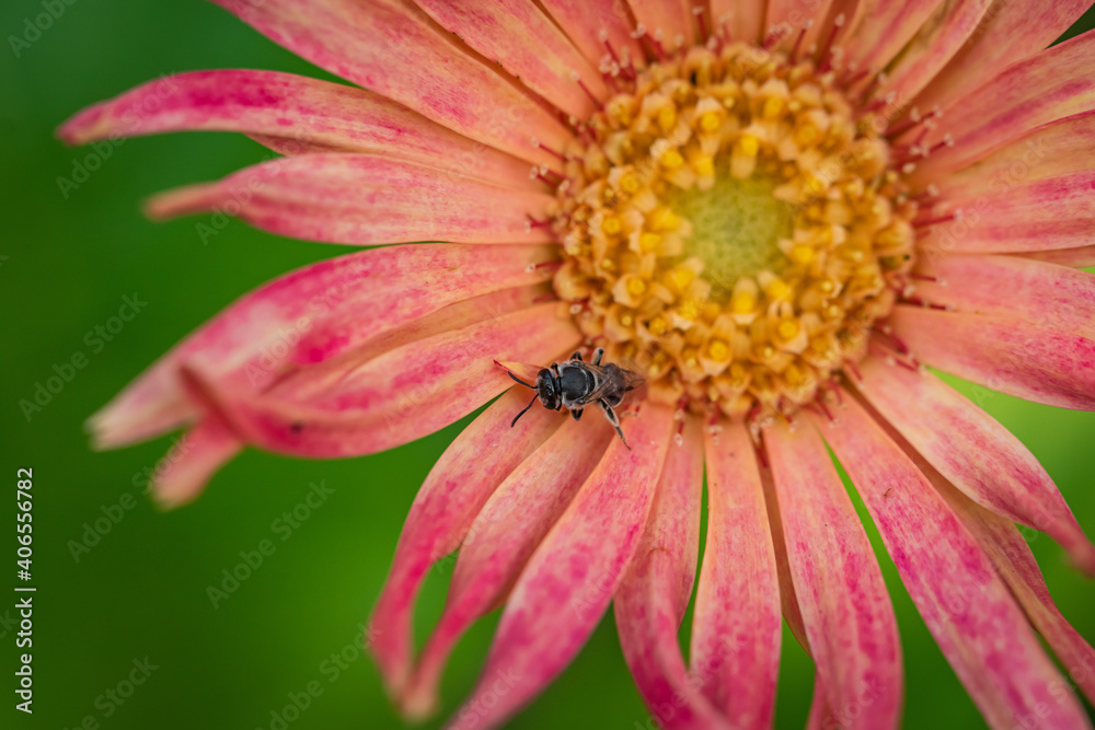 Macro image of a small black bee siting on a flower and pollinating Macro image of a small black bee siting on a flower and pollinating