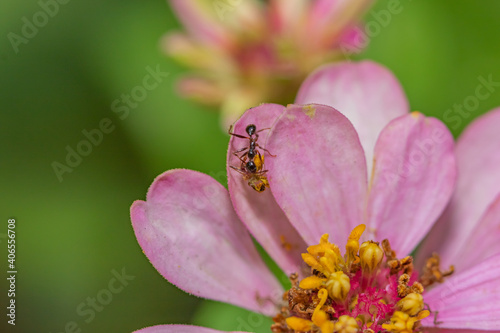 Macro image of an ant retrieving pollen from a pink flower