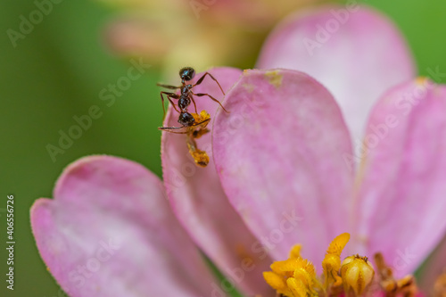 Macro image of an ant retrieving pollen from a pink flower