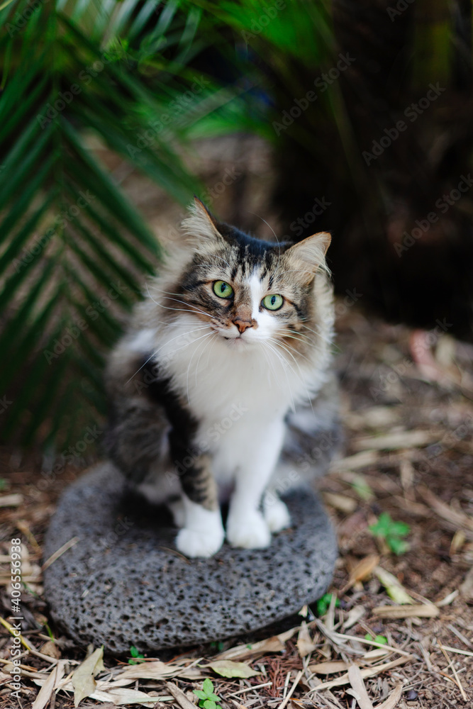Fluffy cat with green eyes sitting on black garden stone looking into camera