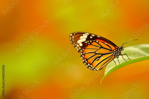 Close up Macro image of a beautiful monarch butterfly siting on a leaf with blurred background