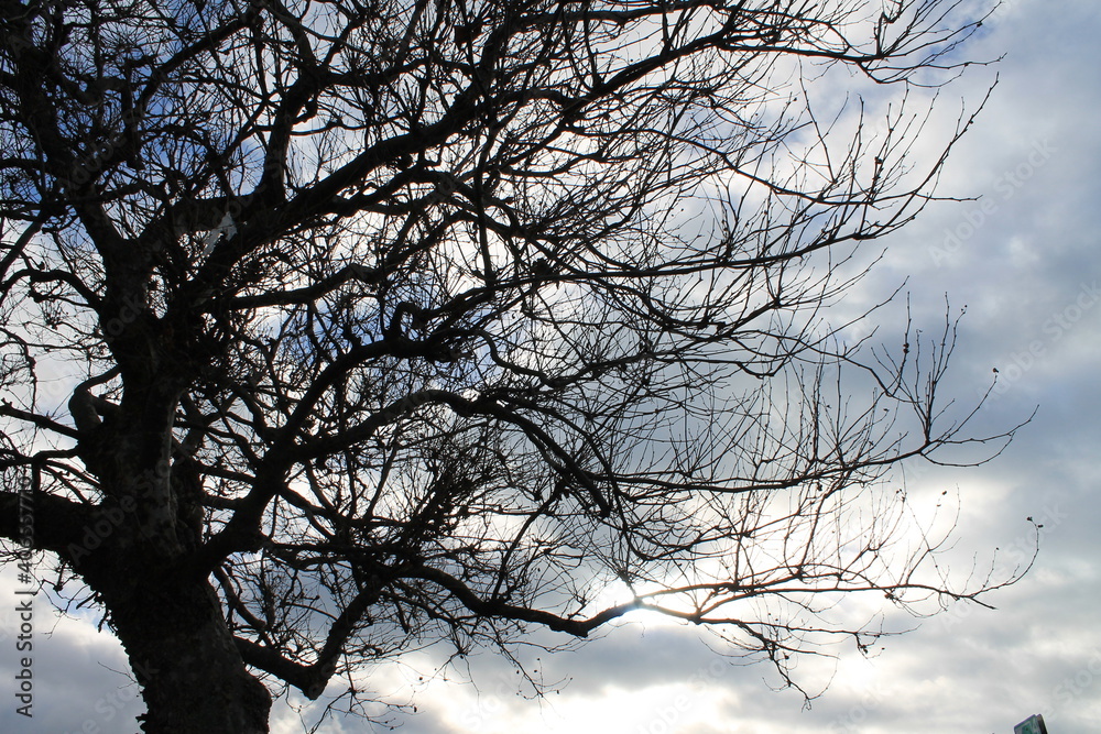 Obraz premium Winter tree without leaves with blue sky and clouds in the background