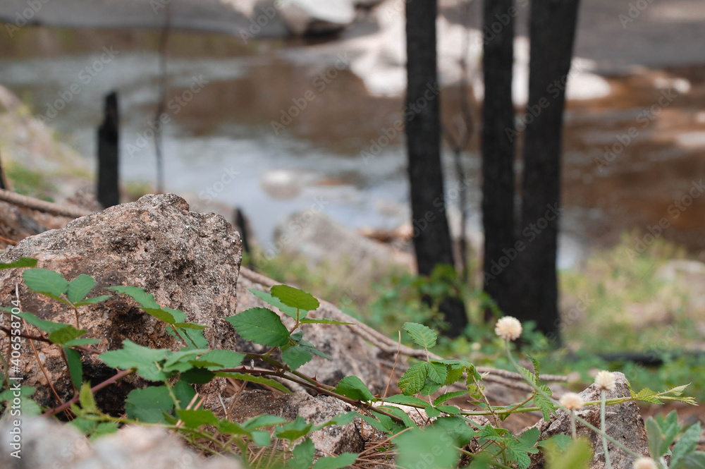 Obraz premium sarzamora