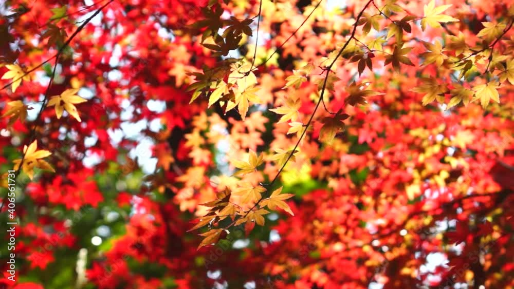 風にゆれる立田山の紅葉 風にゆれる立田山の紅葉