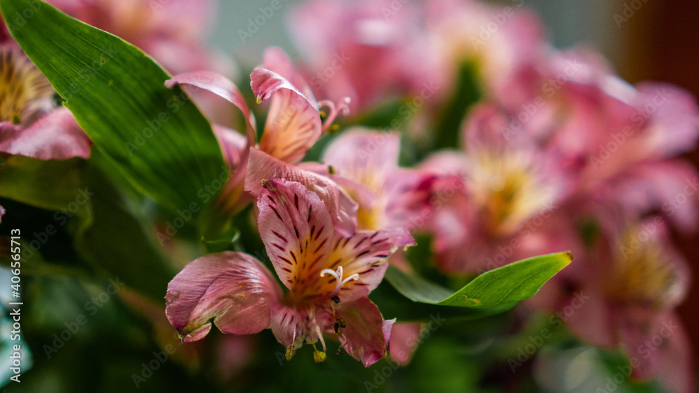 pink orchid flower pink orchid flower