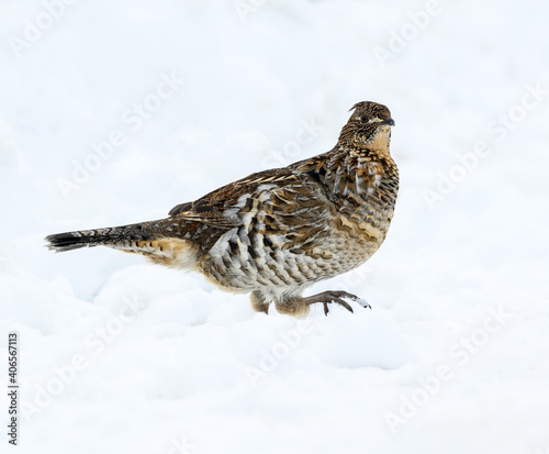 Ruffed Grouse Standing on Snow in Winter, Closeup Portrait