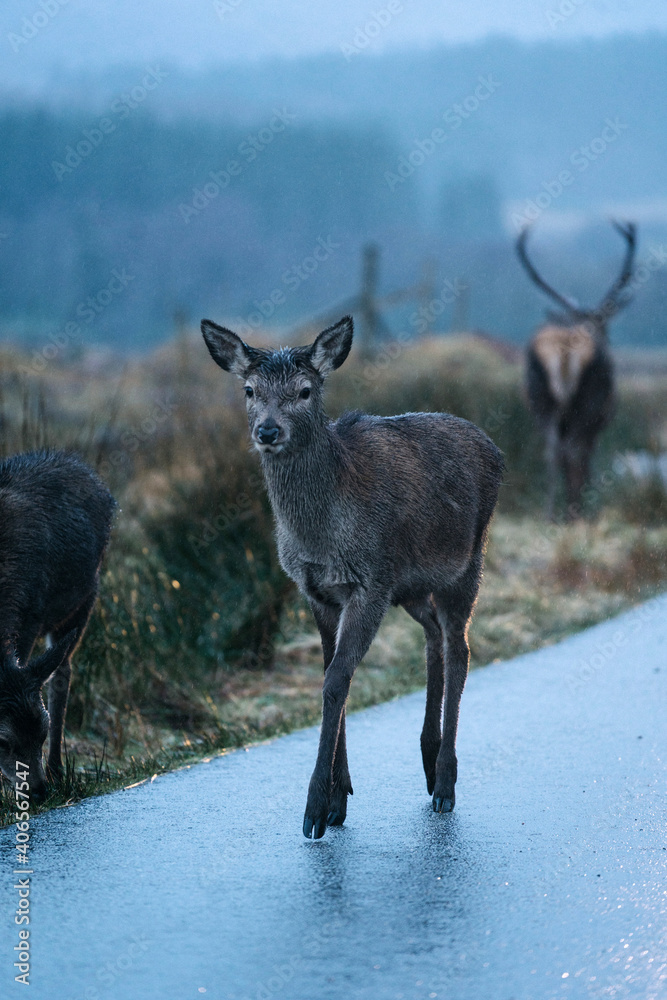 Deers on the road at Glen Etive, Scotland