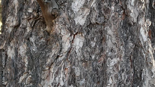 Brown grey aging scaly furrowed ridge bark of Singleleaf Pinyon, Pinus Monophylla, Pinaceae, native perennial evergreen tree in Joshua Tree National Park, Southern Mojave Desert, Winter. photo