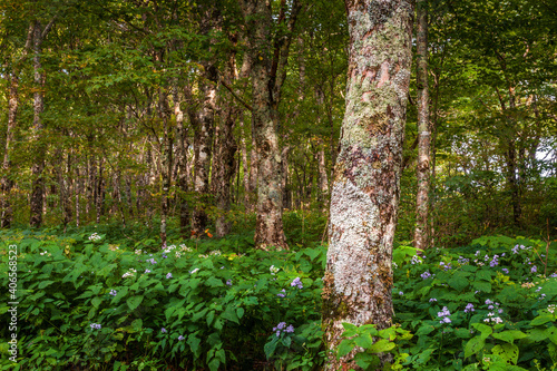 Woods off of the Blue Ridge Parkway in North Carolina © Andrew S.