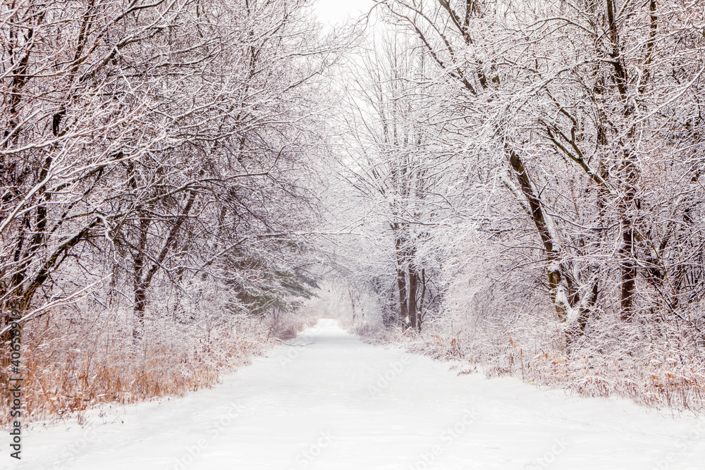 Snowy hiking path into the woods Snowy hiking path into the woods