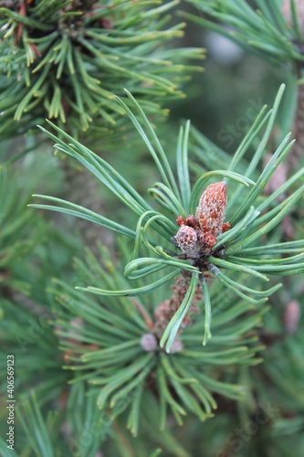 Fir branch with small pinecones