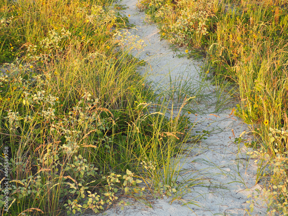 Pathway Through Beach Flora and Sea Grass at Dusk