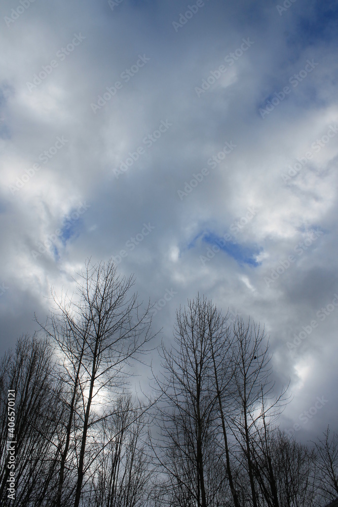 Tall black trees against blue sky with clouds