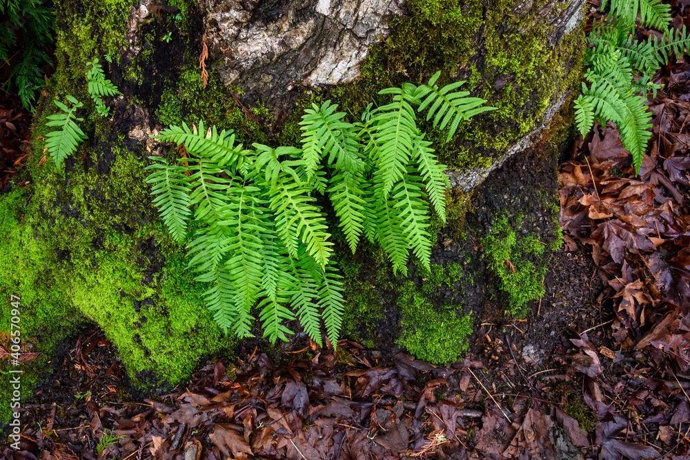 Fresh bight green ferns growing on a tree trunk, as a nature background
Fresh bight green ferns growing on a tree trunk, as a nature background