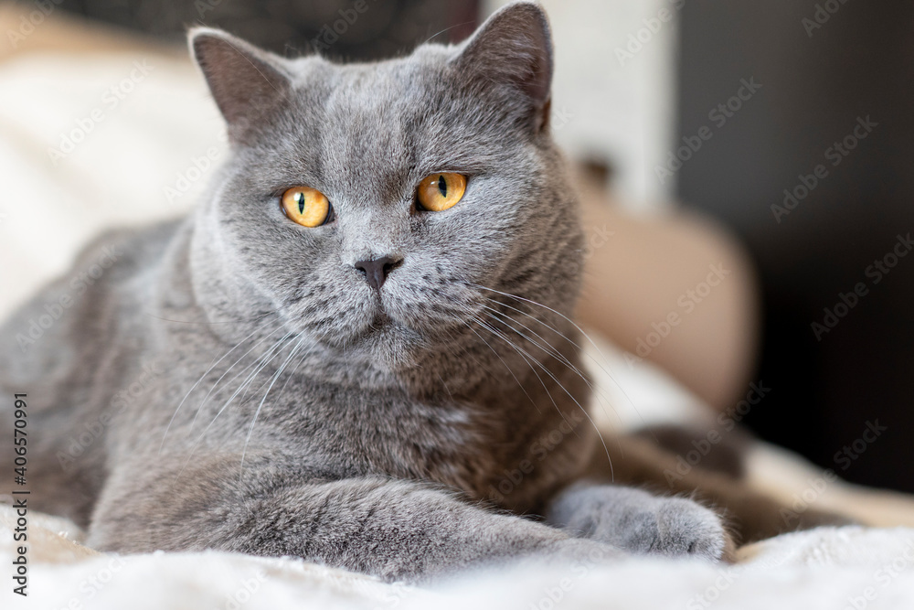 Portrait of lying gray cat with orange eyes close-up. British blue Shorthair cat.