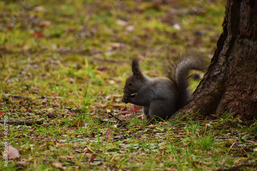 木の根元で実を食べる秋のリス © mayudama