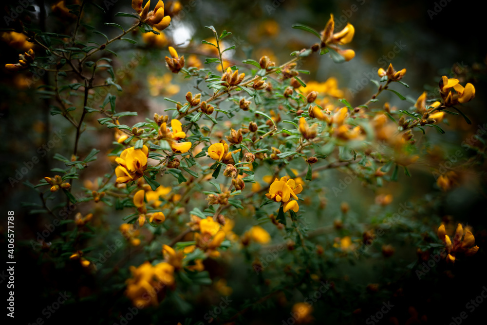 amazing yellow flowers from the kinglake national park amazing yellow flowers from the kinglake national park