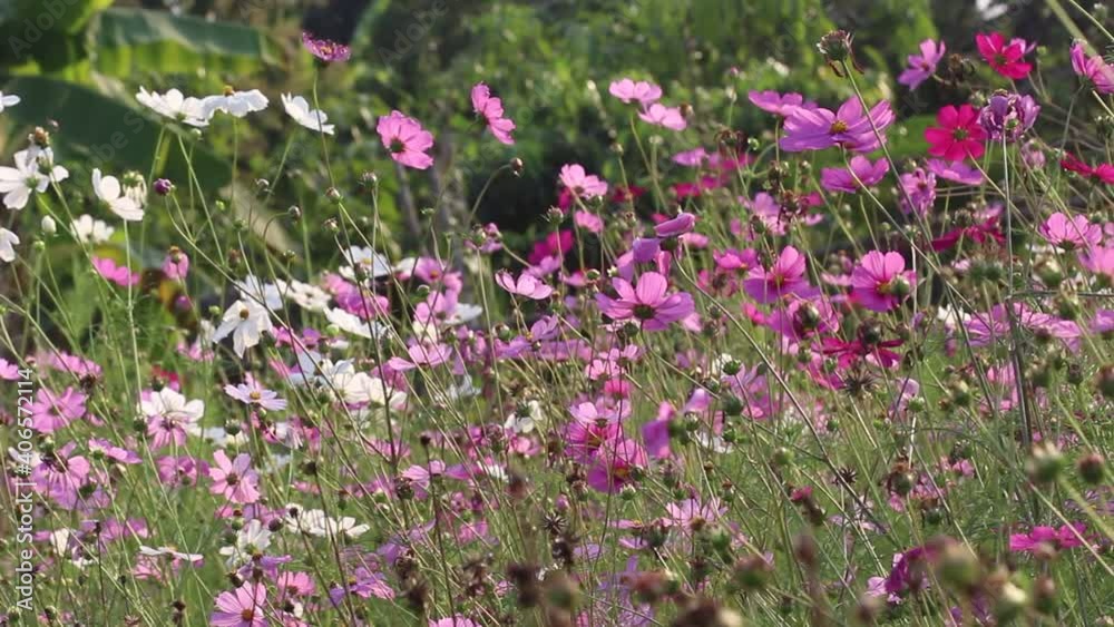 Beautiful cosmos blossom field wih light wind nature outdoor macro background
Beautiful cosmos blossom field wih light wind nature outdoor macro background