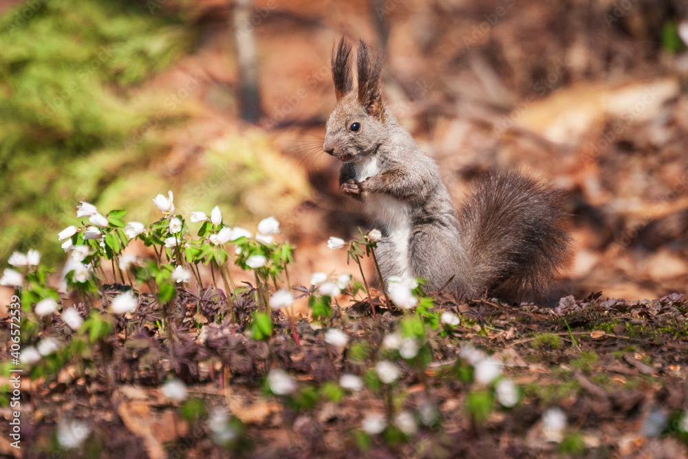 Naklejka premium エゾリスと白い花