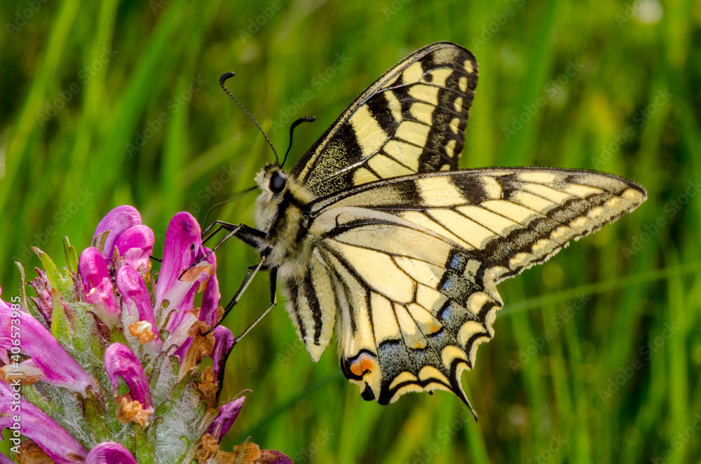 butterfly on a flower butterfly on a flower