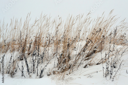 Dry grass field under snow. Winter floral background.