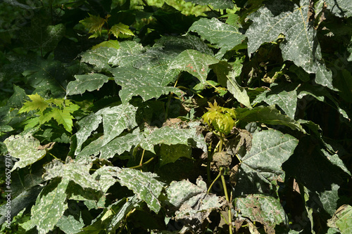 Grey spots on green Maple leaves affected by Erysiphales powdery mildew. Maple tree fungal disease. photo