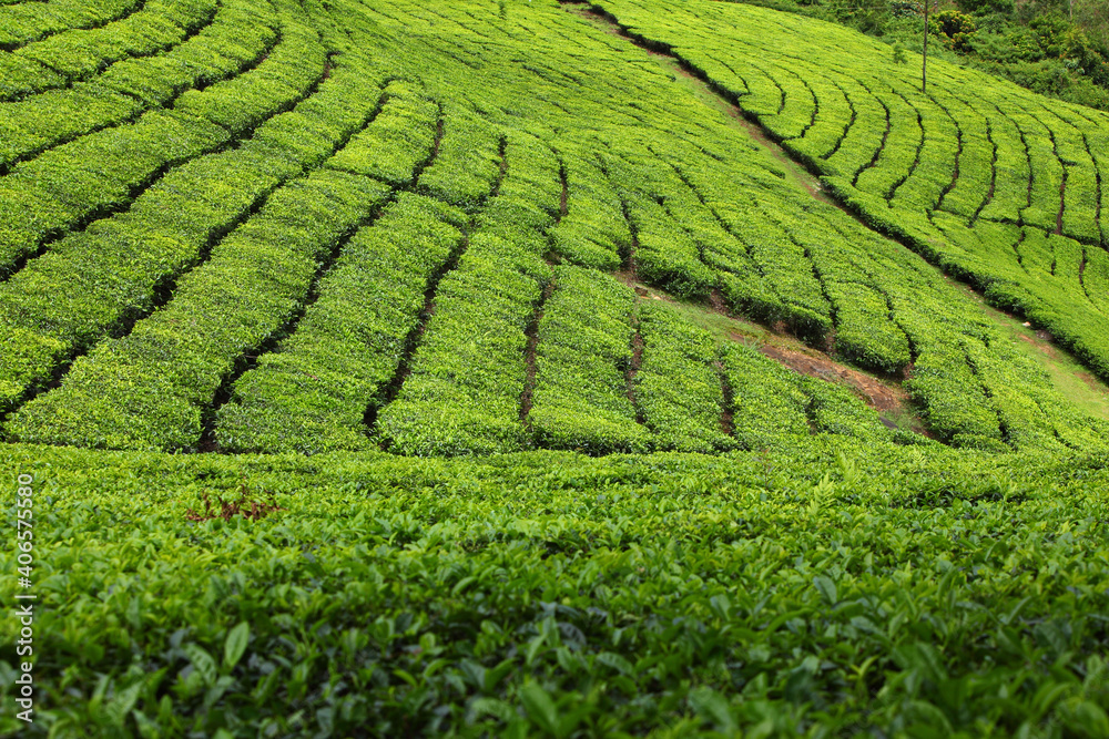 this is a tea garden in munnar hills station