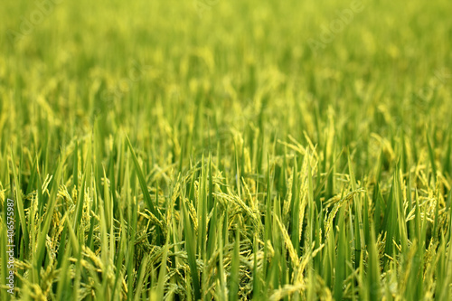 Rice paddy on farm land.