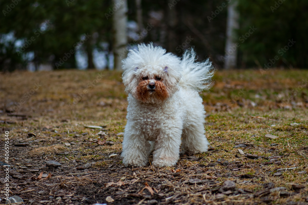 Bichon dog outdoors posing for photo Bichon dog outdoors posing for photo