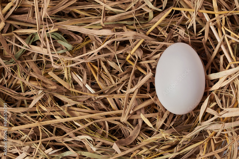 the white egg in nest the white egg in nest
