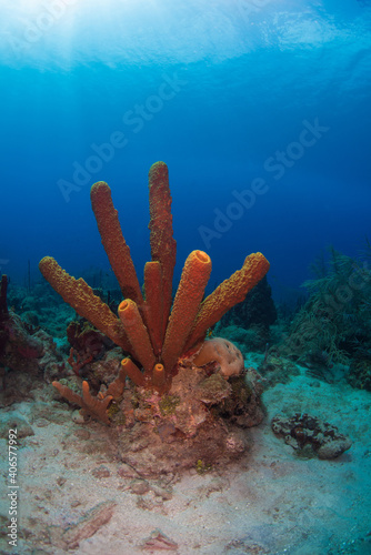 Tube sponges on the reef