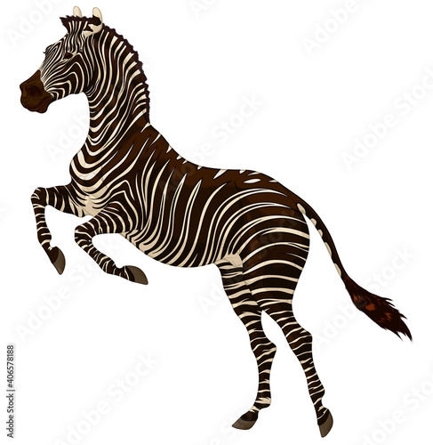 Plains zebra reared before jumping. Striped stallion laid its ears back and stands on its hind legs. Color vector design element for african wildlife tourism and safary.