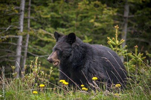 Blackbear with dandellions photo