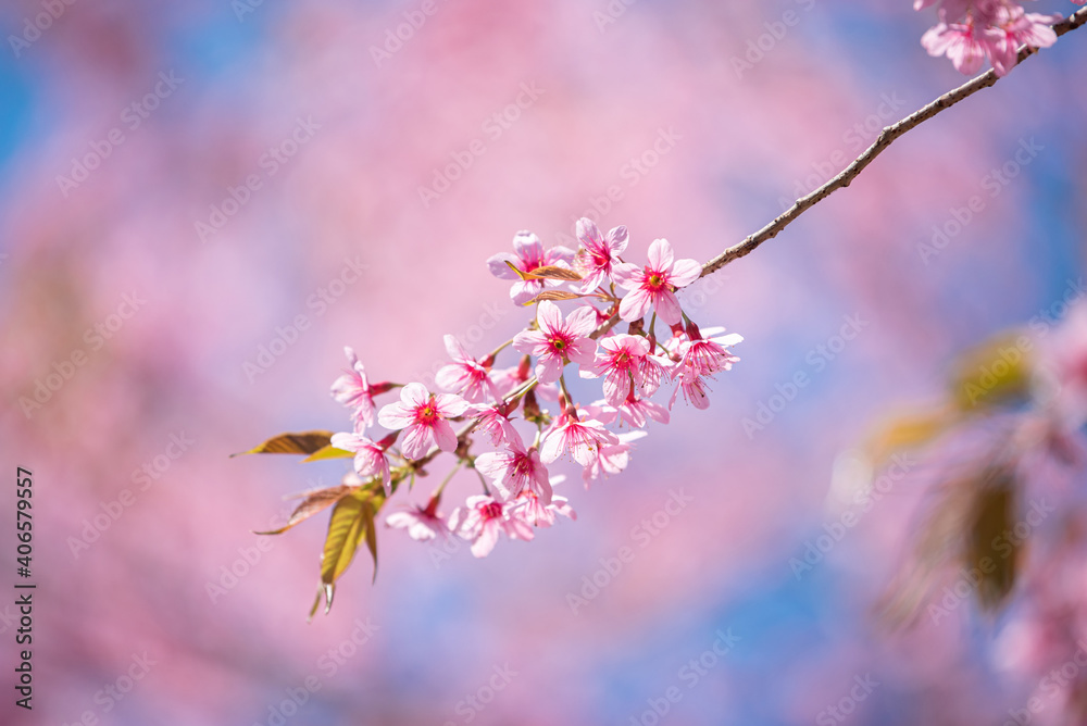 Beautiful Pink Sakura flower blooming on blue sky background Beautiful Pink Sakura flower blooming on blue sky background