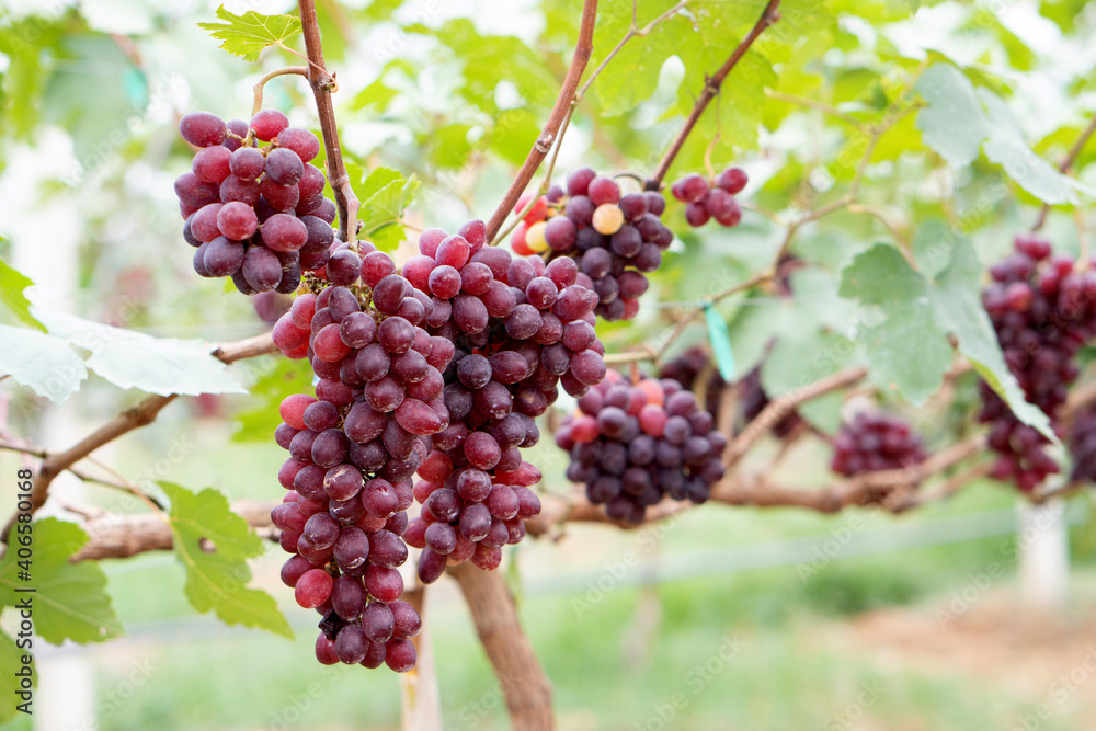 Close-up of Red grapes on the vine in the field, Grown in Thailand