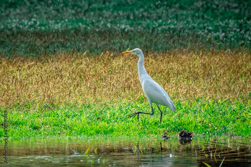 A white Egret walking in the grass at Wachirabenchathat Public Park Bangkok Thailand. photo