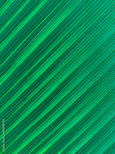 Closeup nature view of green coconut leaf background concept .