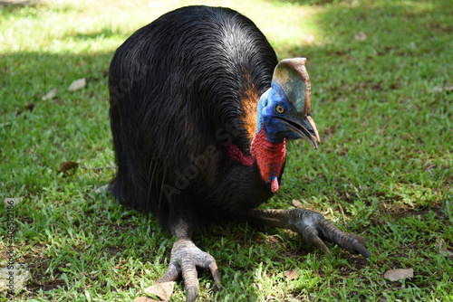 The northern cassowary, Casuarius unappendiculatus also known as the one wattled cassowary, single wattled cassowary, or golden necked cassowary, is a large, stocky flightless bird of northern Papua, 