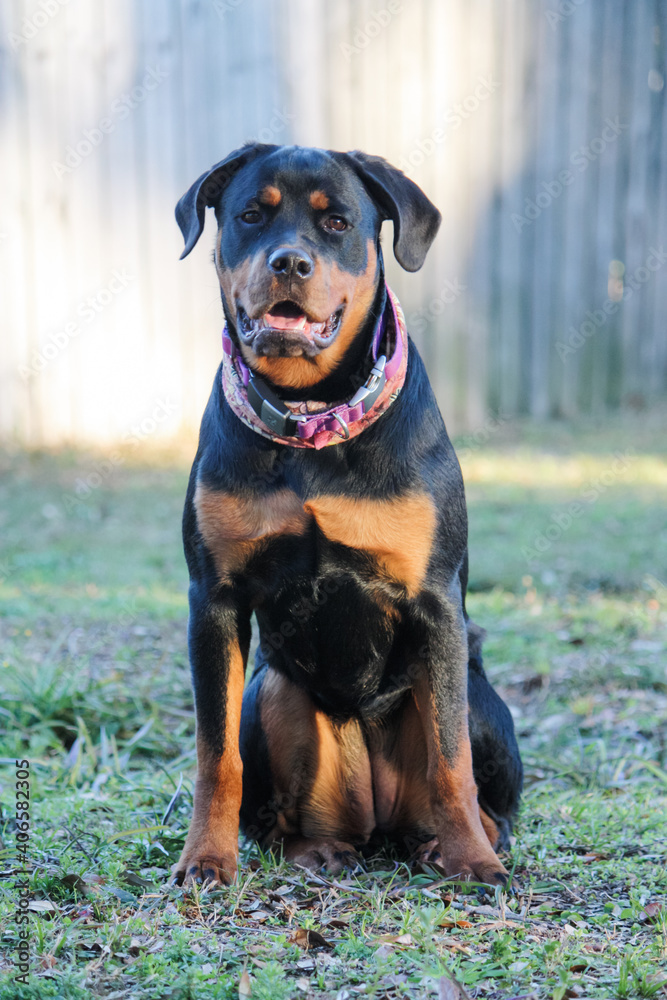 Young female purebred rottweiler posing