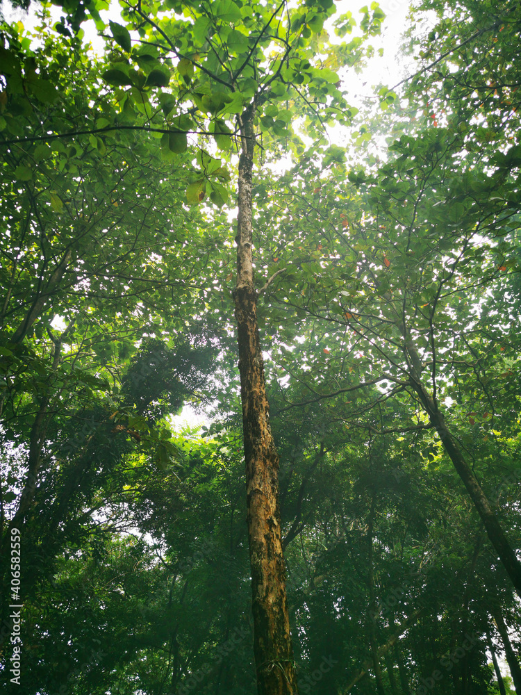Fototapeta premium tree among trees at the forest in the morning