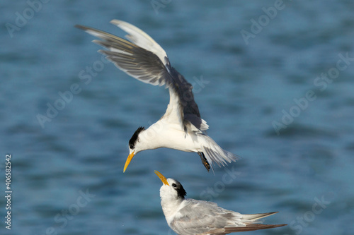 Crested Tern Thalasseus bergii landing © Chris Ison