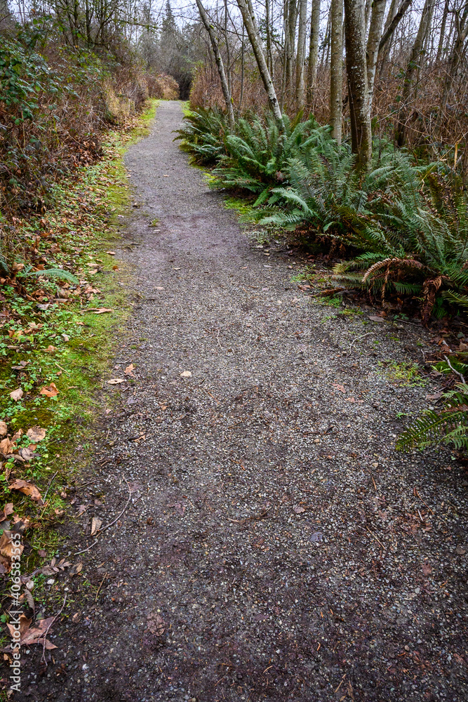 Gravel path though a wet woodland, moss, sword ferns, and leafless trees
Gravel path though a wet woodland, moss, sword ferns, and leafless trees
