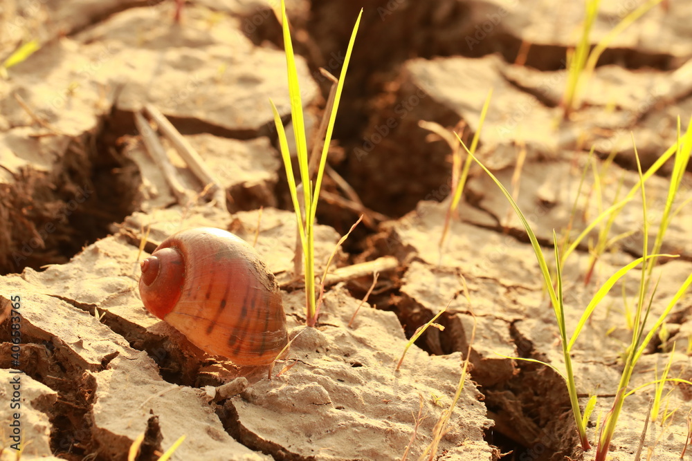 Fototapeta premium Close up transparent brown shell in the rice field