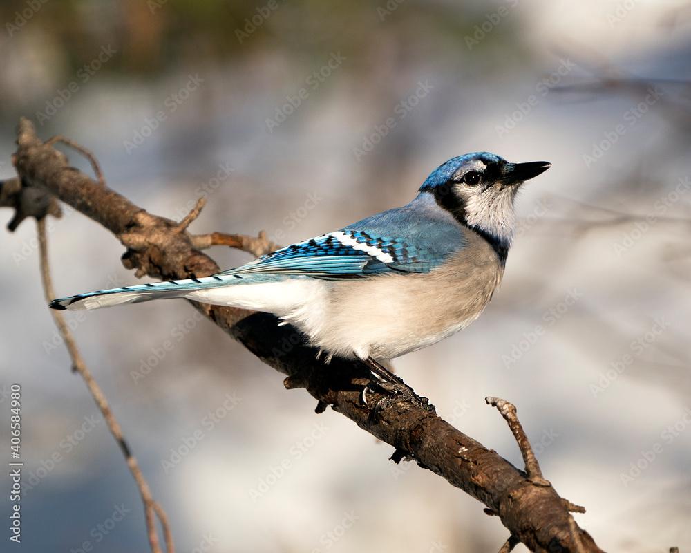 Blue Jay Stock Photo. Blue Jay perched on a branch with a blur background in the forest environment and habitat. Image. Picture. Portrait. Looking to the right side. Blue Jay Stock Photo. Blue Jay perched on a branch with a blur background in the forest environment and habitat. Image. Picture. Portrait. Looking to the right side.