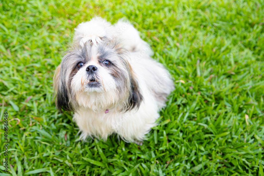 Lovely Female Shih Tzu dog on lawn Lovely Female Shih Tzu dog on lawn