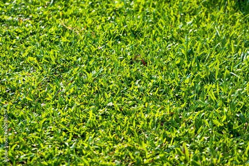 Fresh green lawns with the morning sun nature