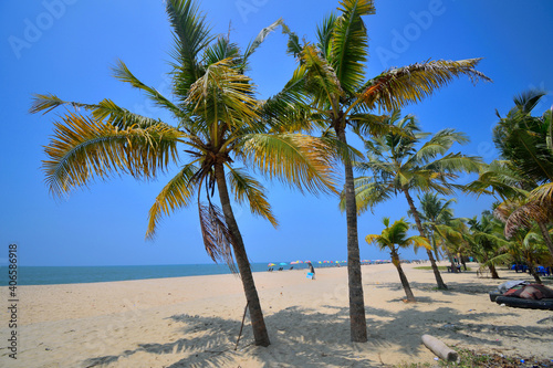 Palm trees on the marari beach in Kerala.