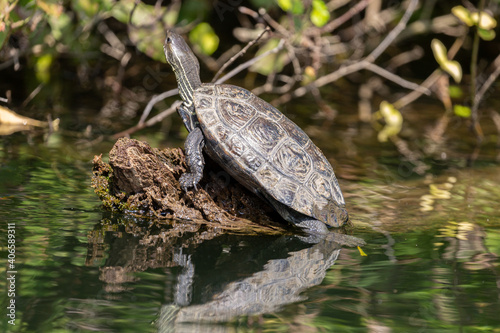 Turtle on old dry tree in the river